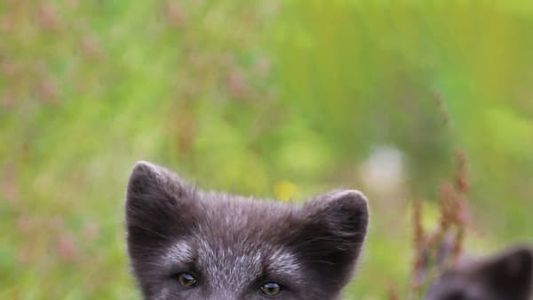 Image The Arctic Fox: Still Surviving