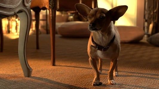 Le Chihuahua de Beverly Hills 3 : Viva la Fiesta !
