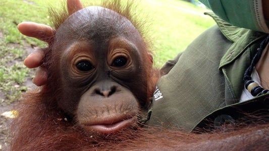 Image Orangutan Rescue - Back to the wild