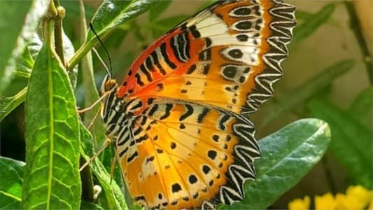 Image Devenir papillon