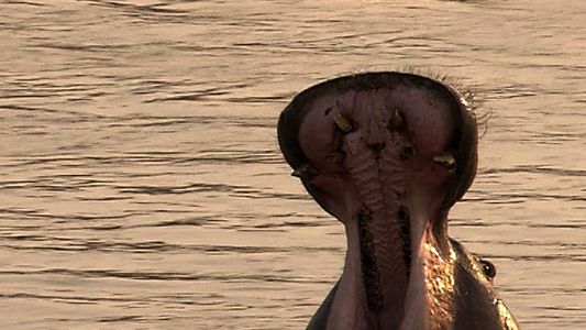 Image Hippos of Crocodile River