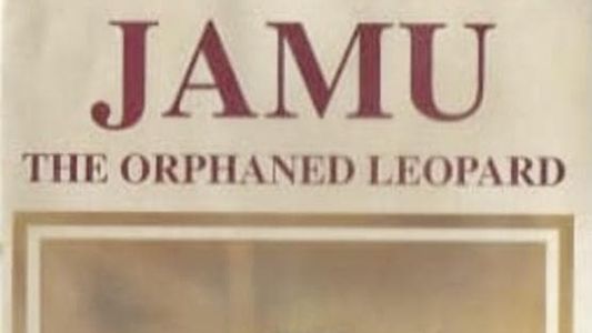 Jamu the Orphaned Leopard