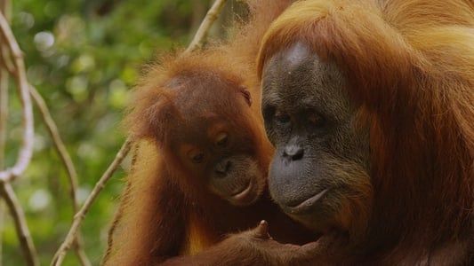 Image The Last Orangutan Eden