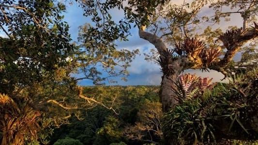 Image Secret Life of the Rainforest