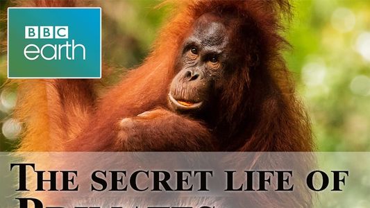 The secret life of Primates