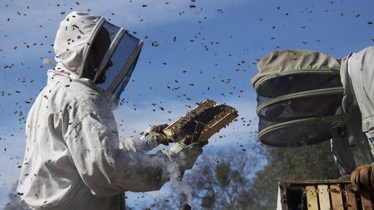 Image Des abeilles et des hommes