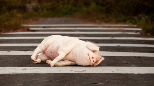 Pig at the Crossing