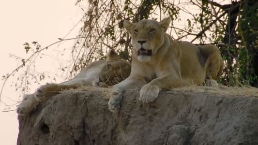 Image Lion Dynasty: A Matter of Pride