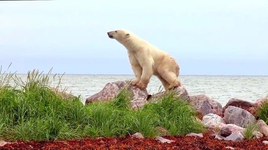 Image Polar Bears: A Summer Odyssey