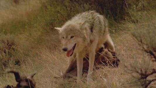 Image IMAX Nature - Le loup