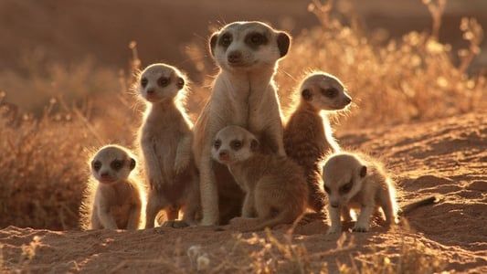 Image The Meerkats