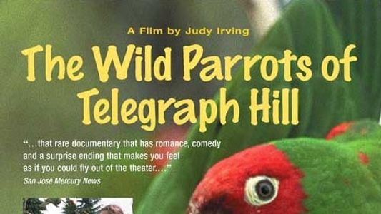 Image The Wild Parrots of Telegraph Hill