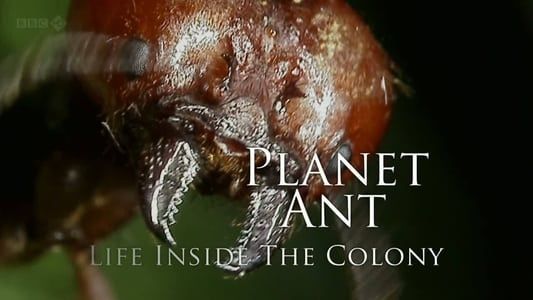 Image Planet Ant: Life Inside The Colony