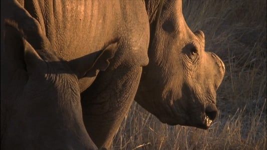 Image Rhino Rescue