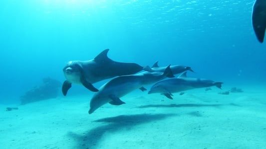 Image Dolphins in the Deep Blue Ocean