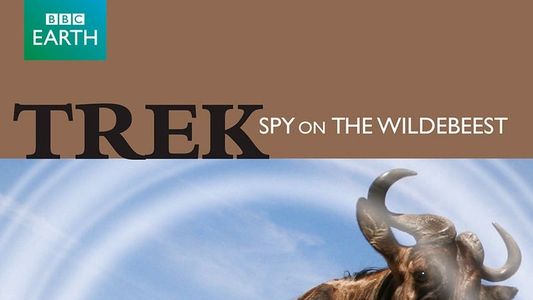 Image Trek - Spy on the Wildebeest