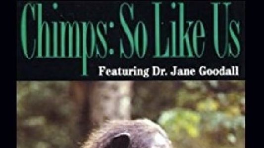 Chimps: So Like Us