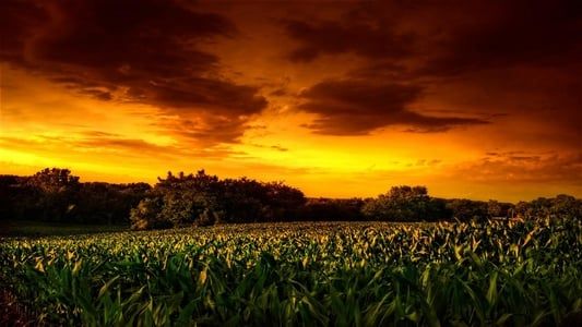 Les Démons du maïs 2 : Le sacrifice final
