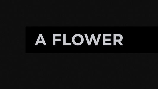 En blomst 1971