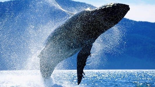 Image Whales: An Unforgettable Journey