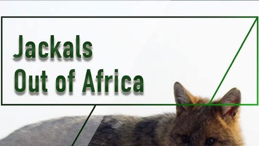 Jackals - Out of Africa