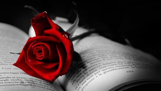 Image Red Rose
