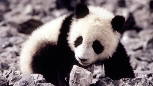 Au secours du petit panda 1995