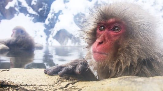 Destination Wild: Les macaques japonais 2014