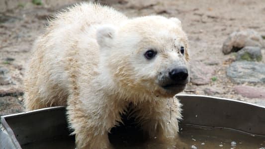 Image Knut - Aus der Kinderstube eines Eisbären
