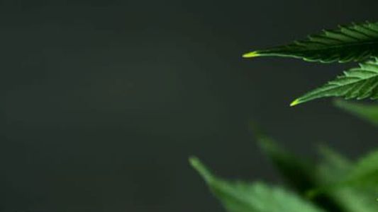 Weed 3: The Marijuana Revolution
