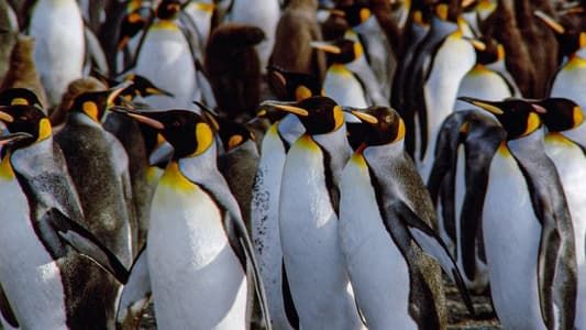 Le Congrès des pingouins 1993