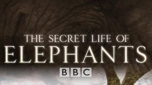 Image The Secret Life of Elephants