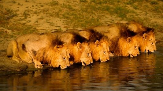 Image Brothers in Blood: The Lions of Sabi Sand