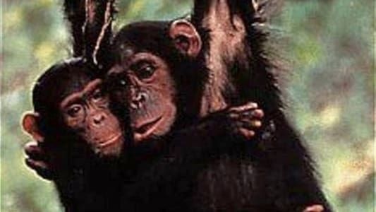 Image Among the Wild Chimpanzees