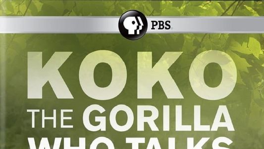 Image Koko: The Gorilla Who Talks to People
