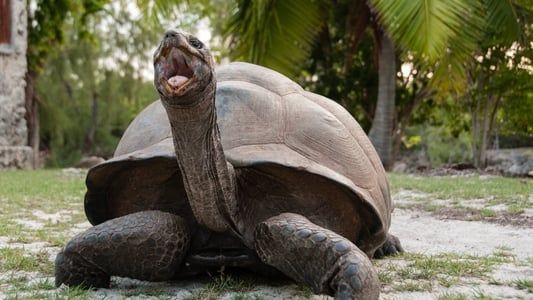Image Aldabra: Once Upon an Island