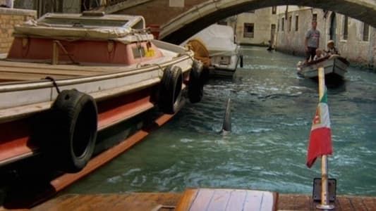 Requin à Venise