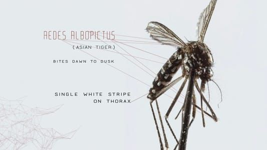 Image Mosquito