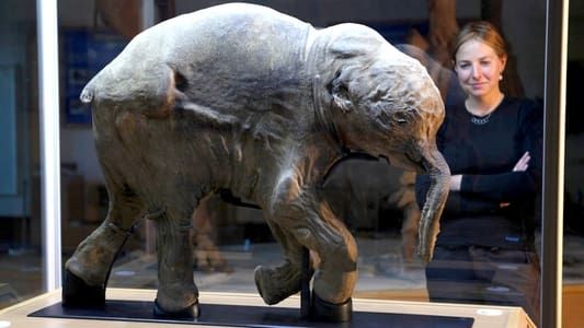 Image Woolly Mammoth: Secrets From The Ice