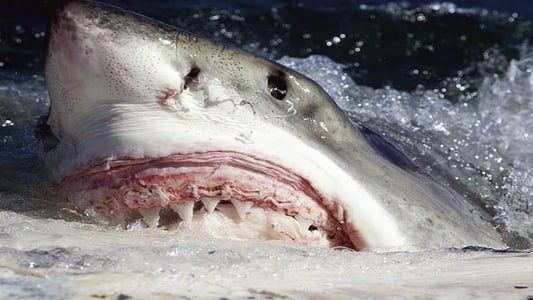 Killer Sharks : décembre sanglant