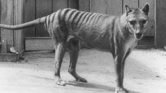 Image Extinct or Alive: The Tasmanian Tiger