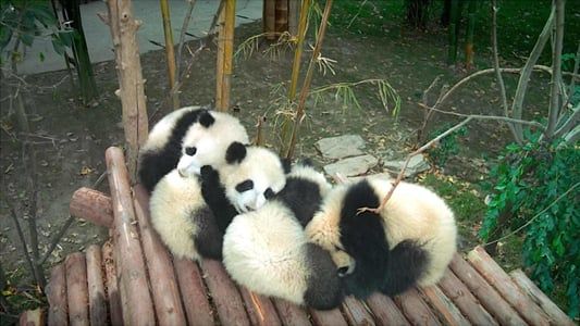 Image Pandas
