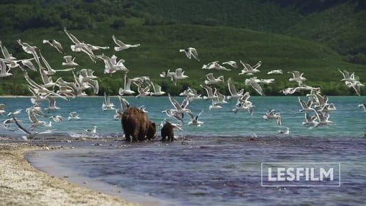 Image Kamchatka Bears. Life Begins