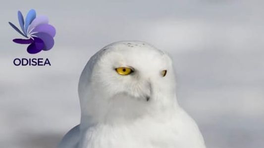 Image Snowy Owl, queen of the North