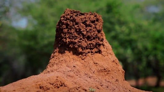 Termites: The Inner Sanctum