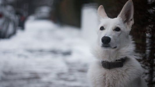 Image Snow Puppy