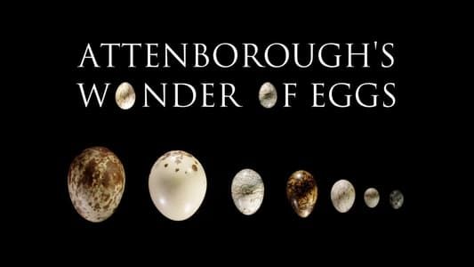 Image Attenborough's Wonder of Eggs