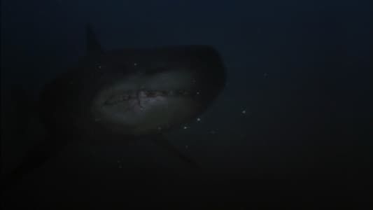 Image Shark Hunter