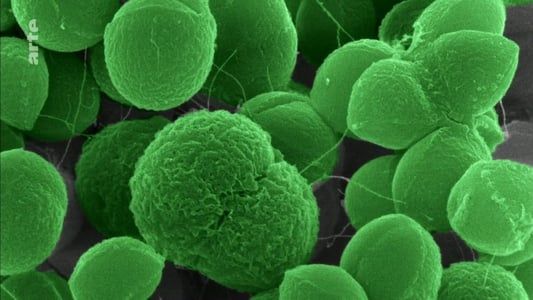 Résistance aux antibiotiques : À la recherche de nouvelles molécules