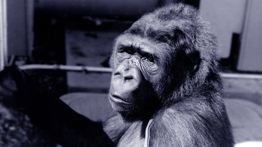 Image Koko: A Talking Gorilla